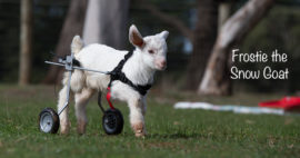 In Memory of Frosty The Goat Local PT Studio Help Raise Needed Funds